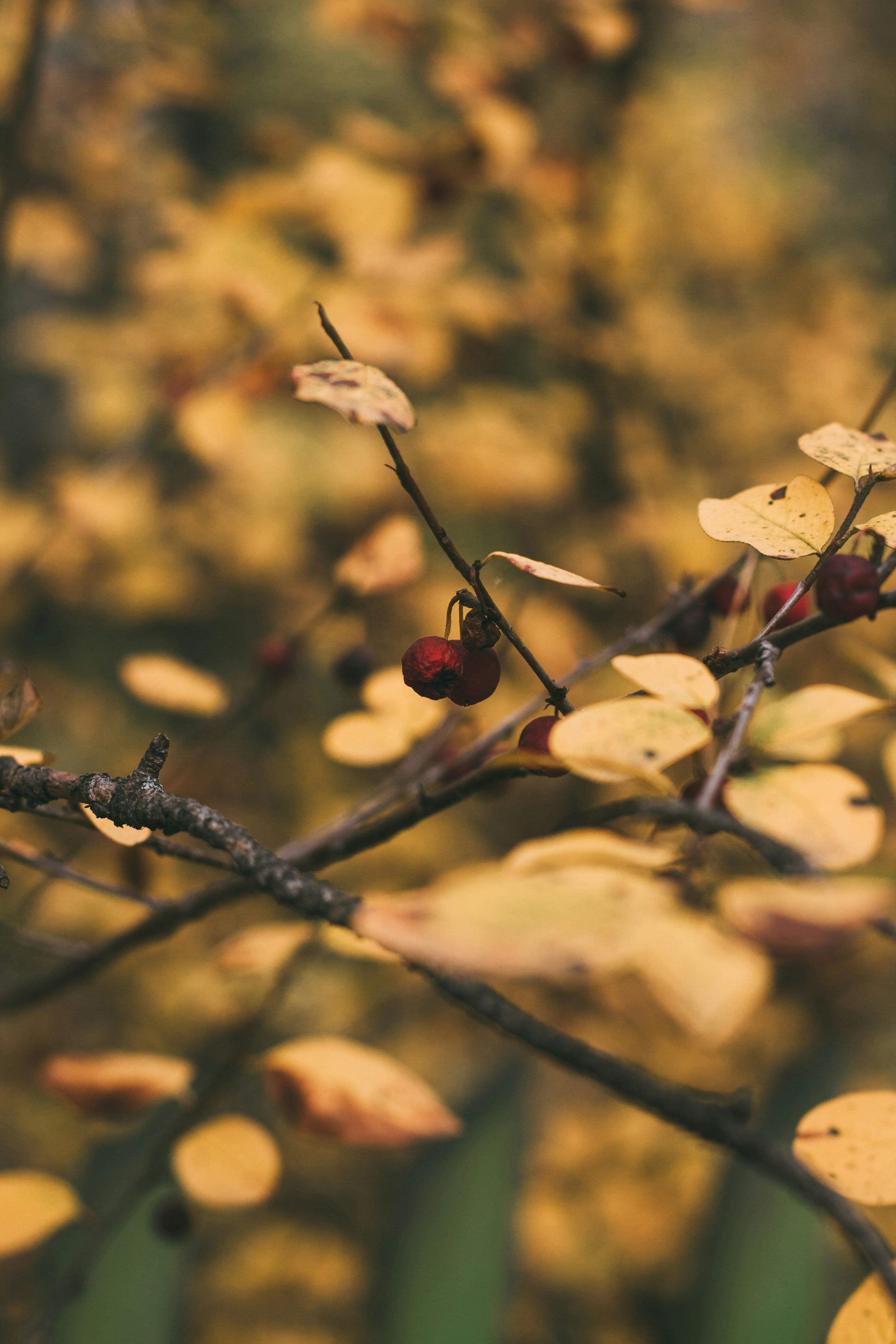 Photo by rolig_basseng