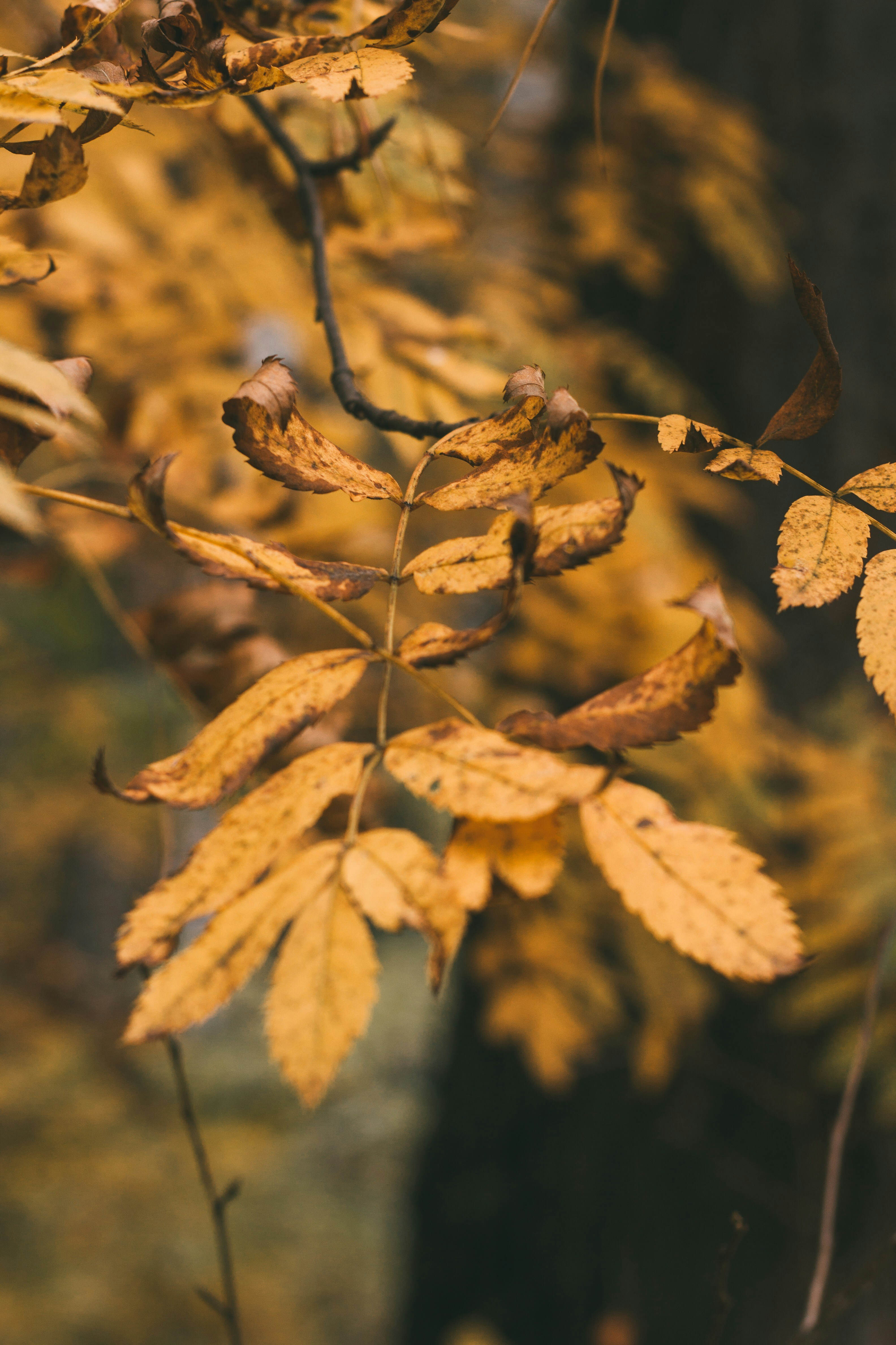 Photo by rolig_basseng