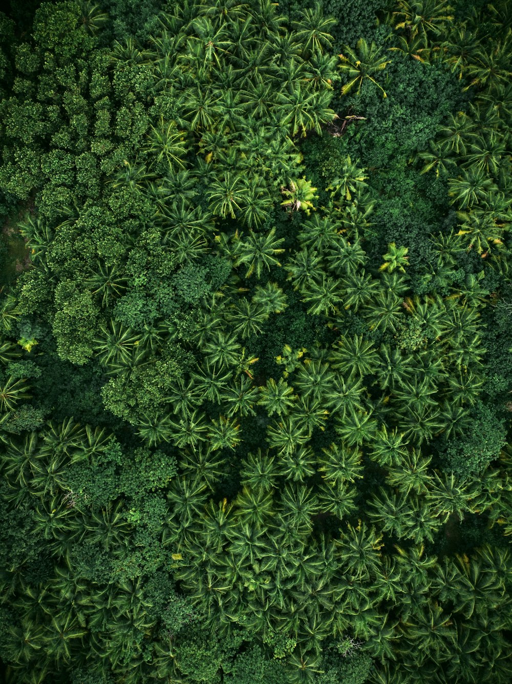 aerial photo of green leaf trees