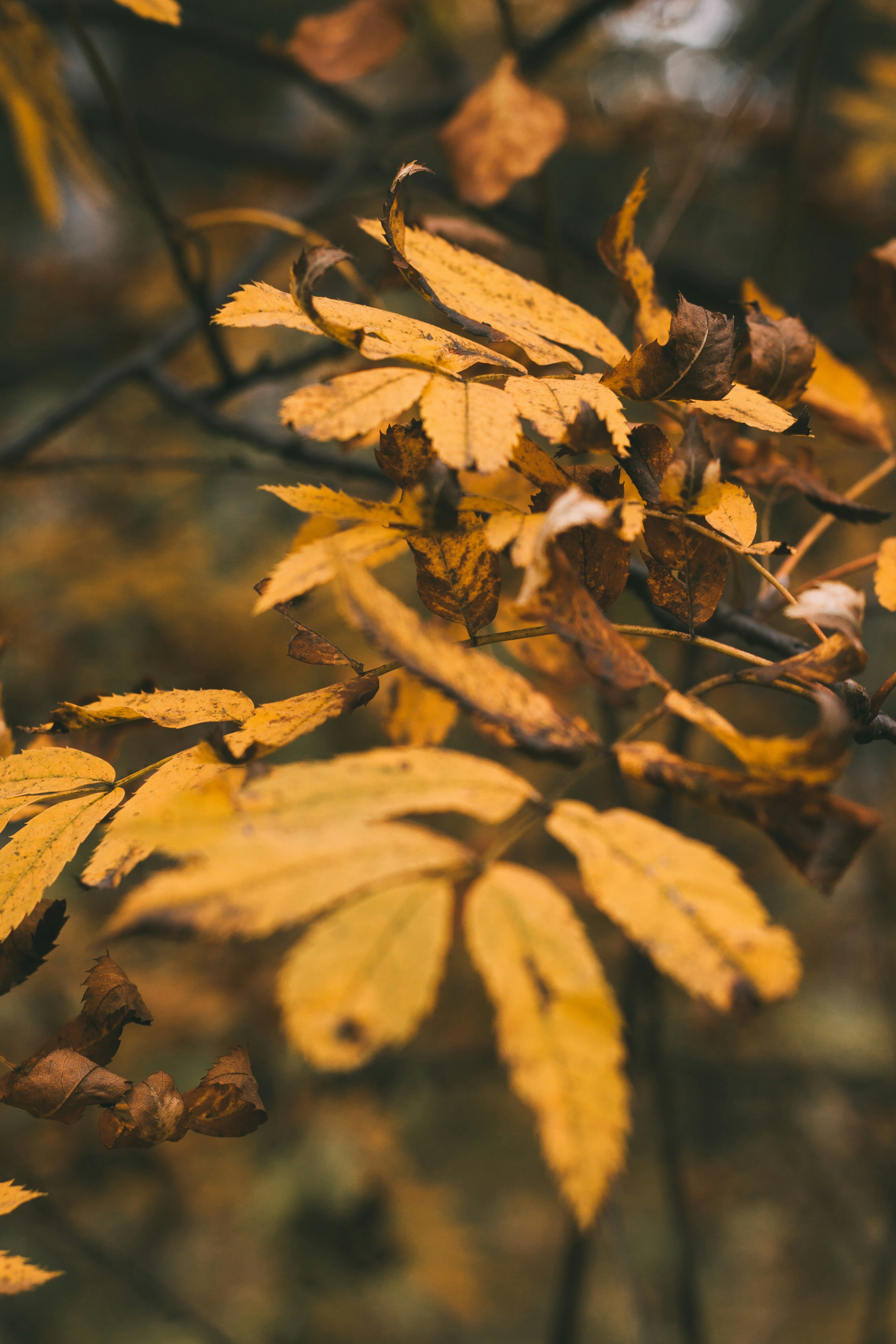 Photo by rolig_basseng