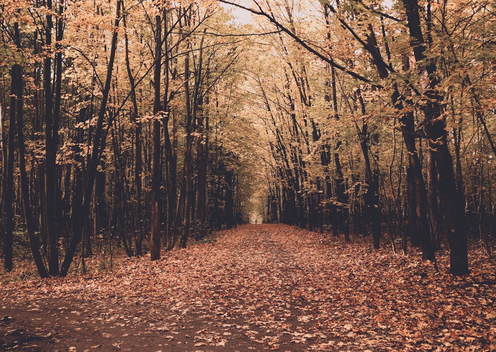 tall trees beside road