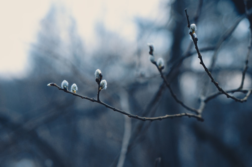 a branch with some small white flowers on it