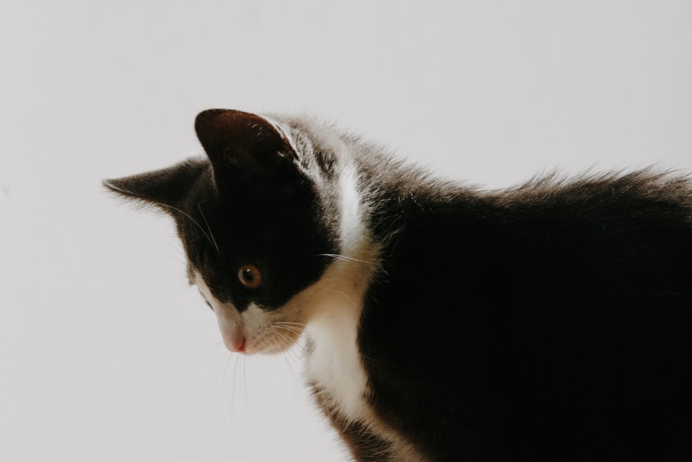 closeup photo of black and white cat