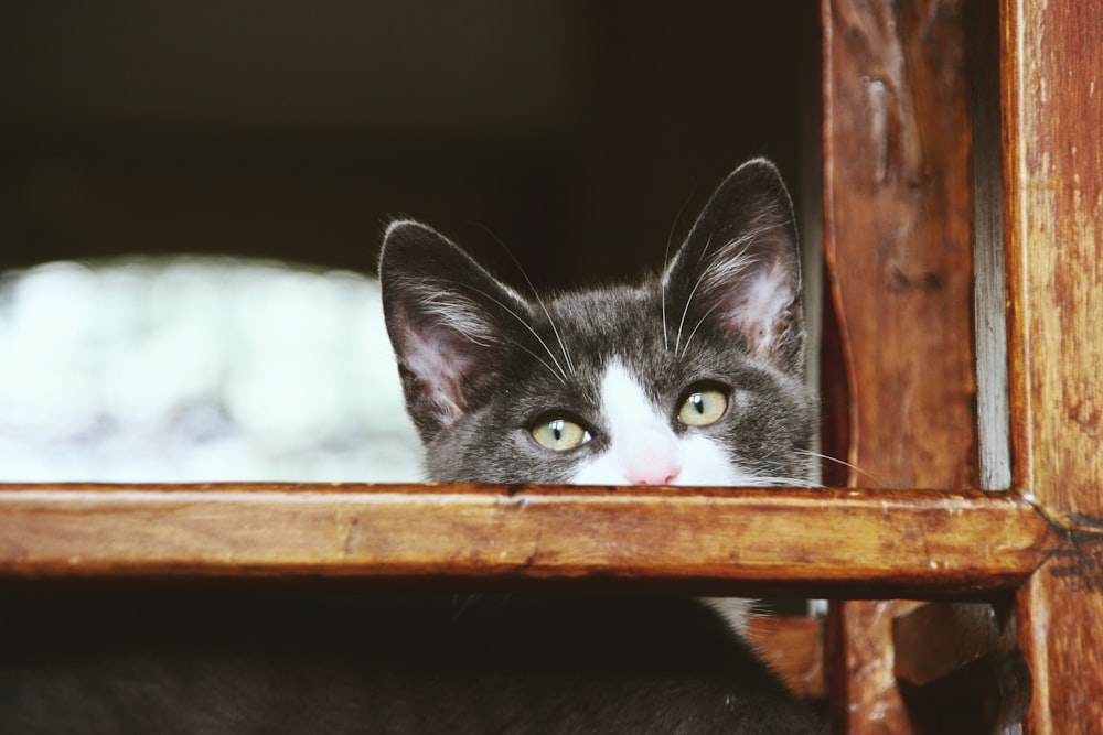 short-fur white and black cat