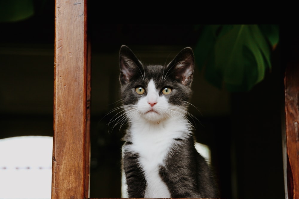 shallow focus photo of black and white cat