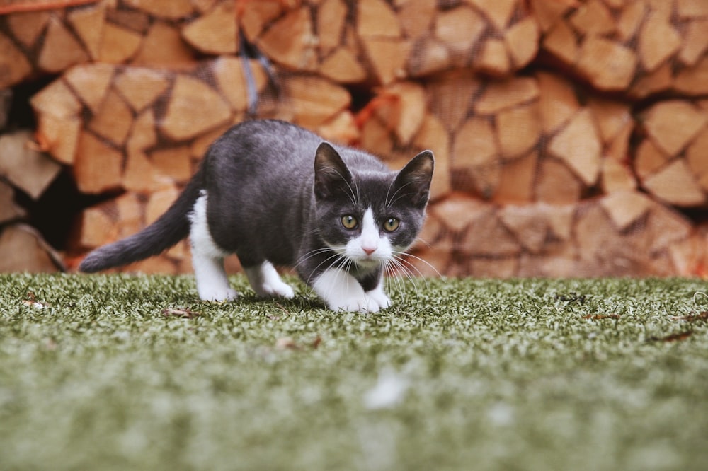 tuxedo cat on green field