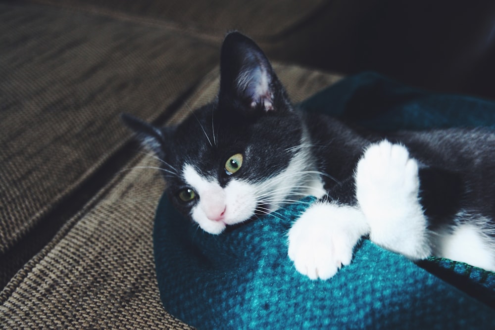 cat lying on bed