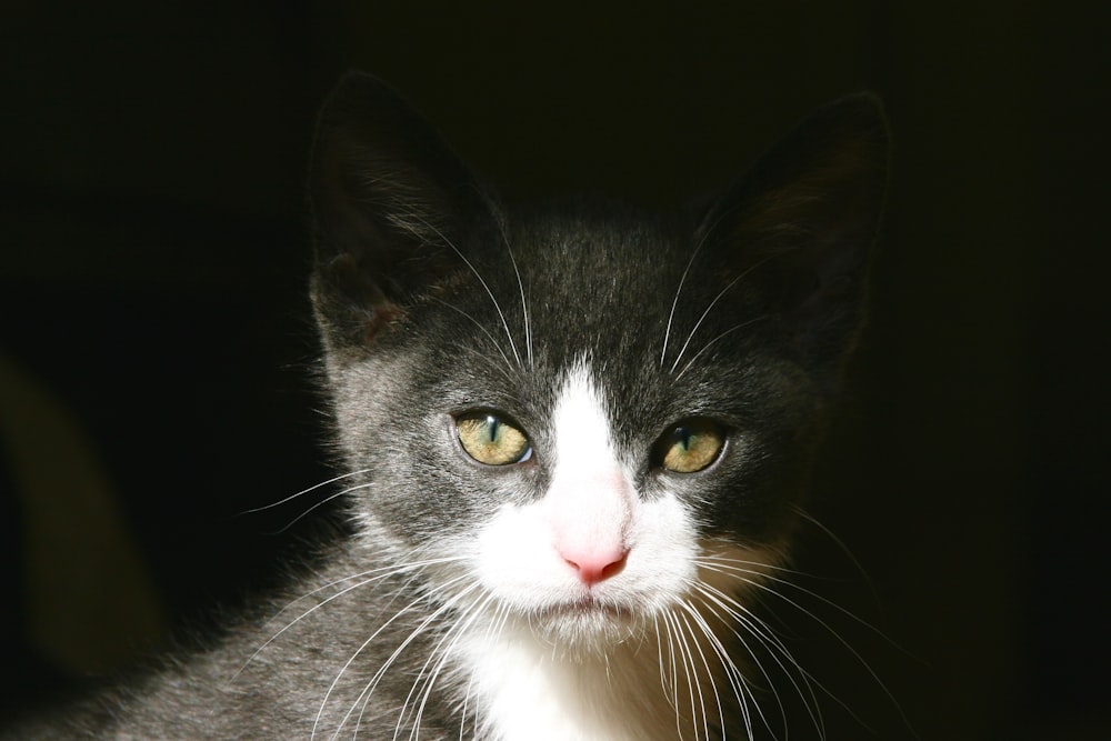 short-fur white and black kitten