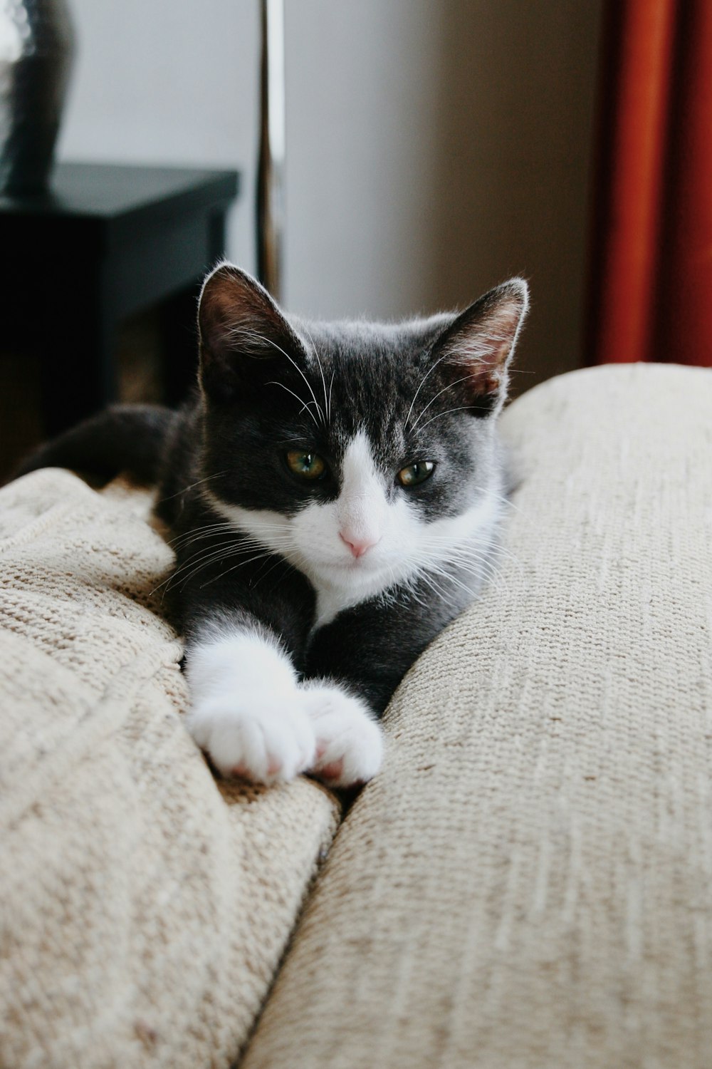blackadn white Tuxedo kitten