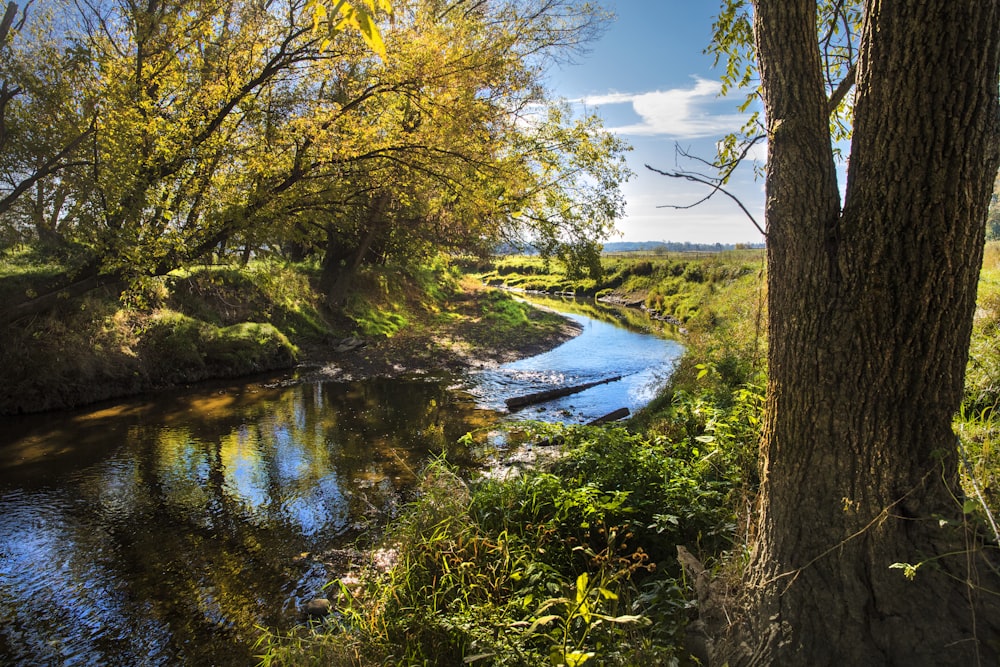 trees near body of water