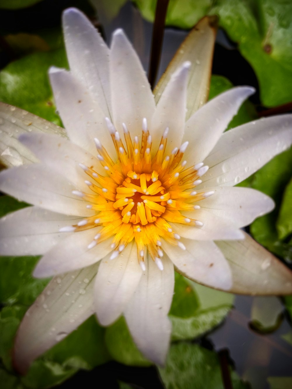 white and yellow petaled flower