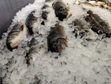 Fresh fish packed in ice inside a refrigerated display case at the fish shop.