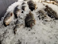 State-of-the-art onboard freezing equipment preserving the fish immediately after catch.