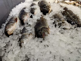 Several fish are laid out on a bed of crushed ice, with their scales and fins visible. The ice keeps the fish fresh and is piled around and over them, creating a cool and preserved display.