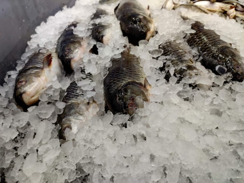 Several fish are laid out on a bed of crushed ice, with their scales and fins visible. The ice keeps the fish fresh and is piled around and over them, creating a cool and preserved display.