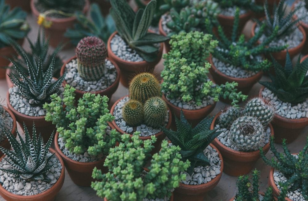 succulent plants and cactus