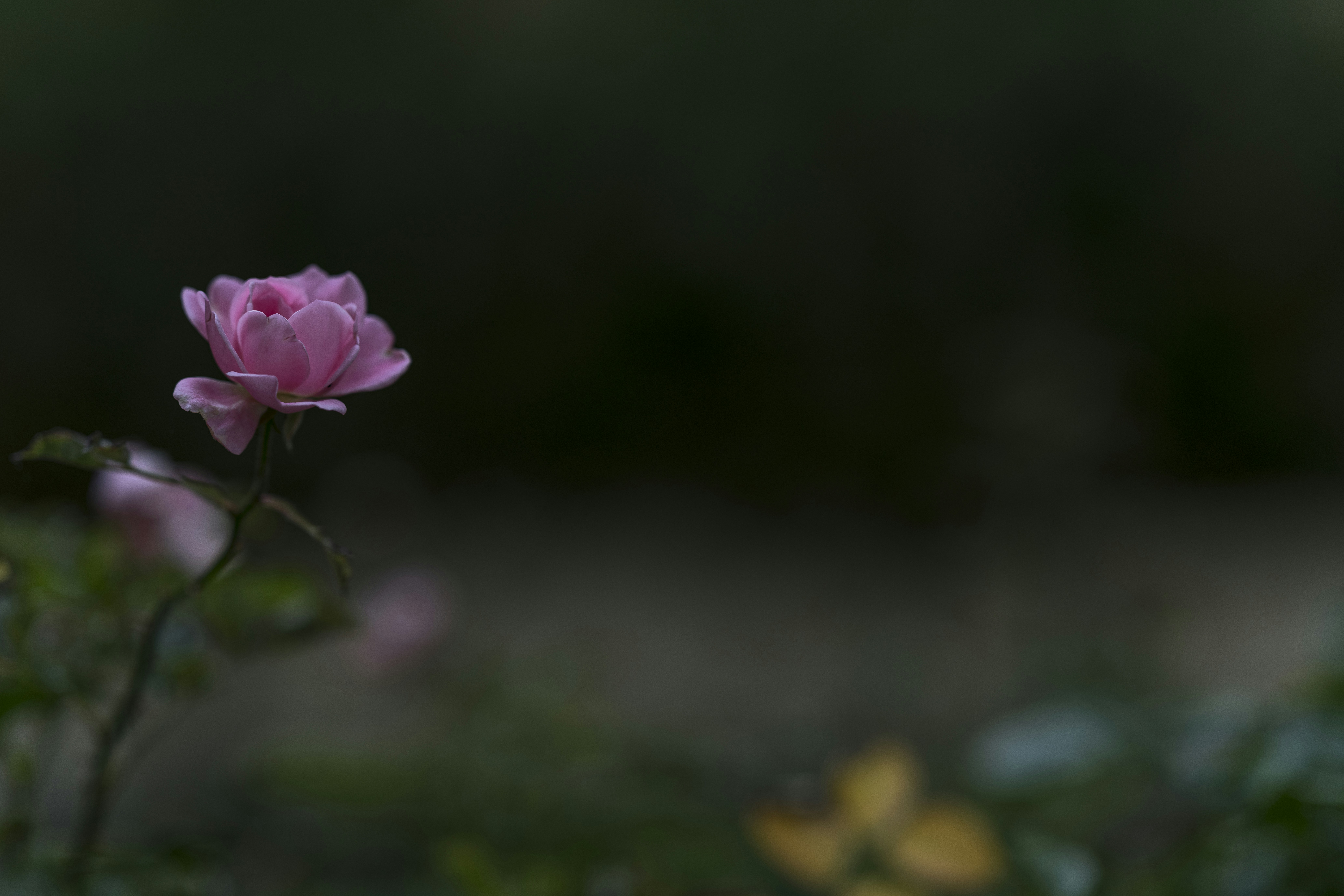 Photo by dieter_muenchen