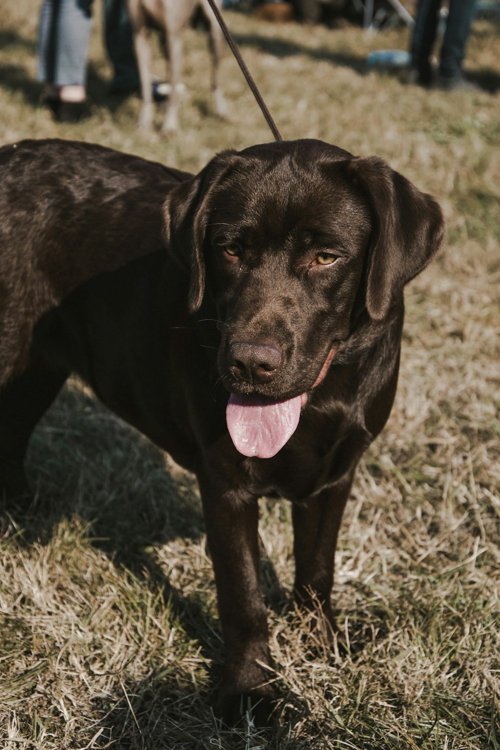 shallow focus photo of short-coated black dog