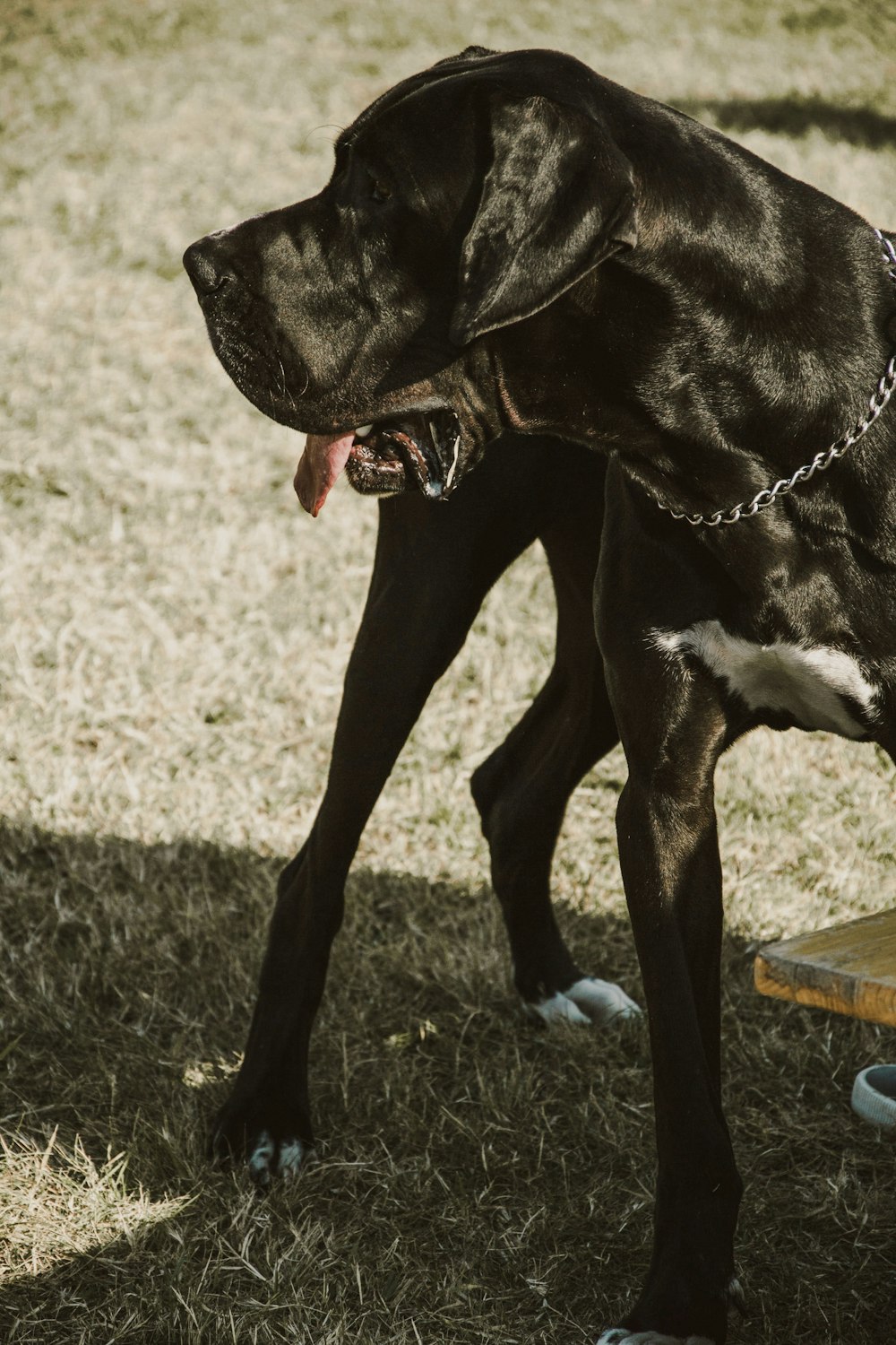 black and white Labrador retriever