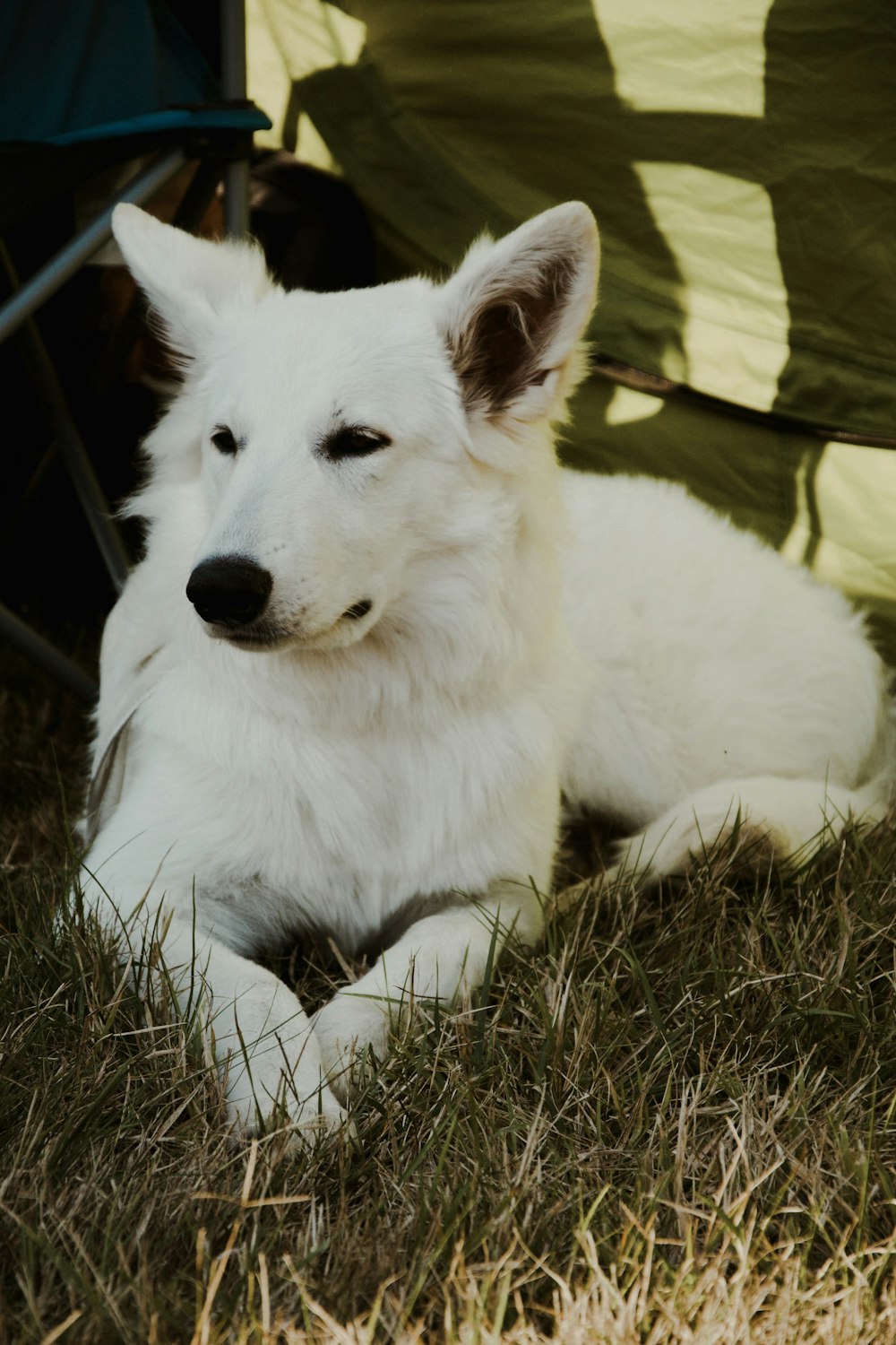 short-coated white dog on grass field