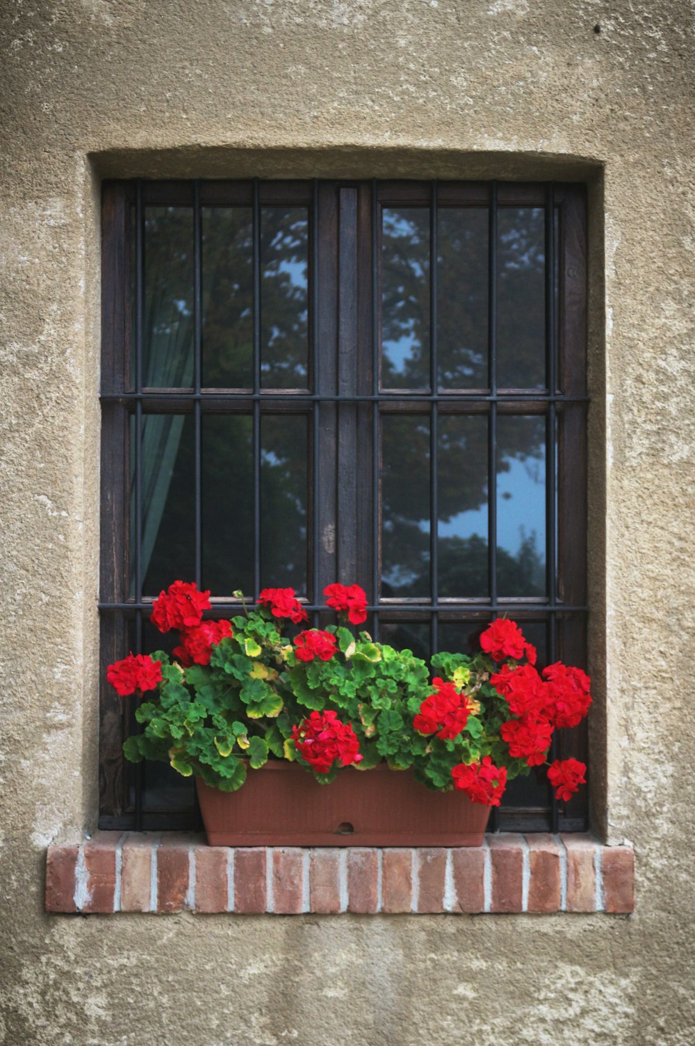 red flowers on window