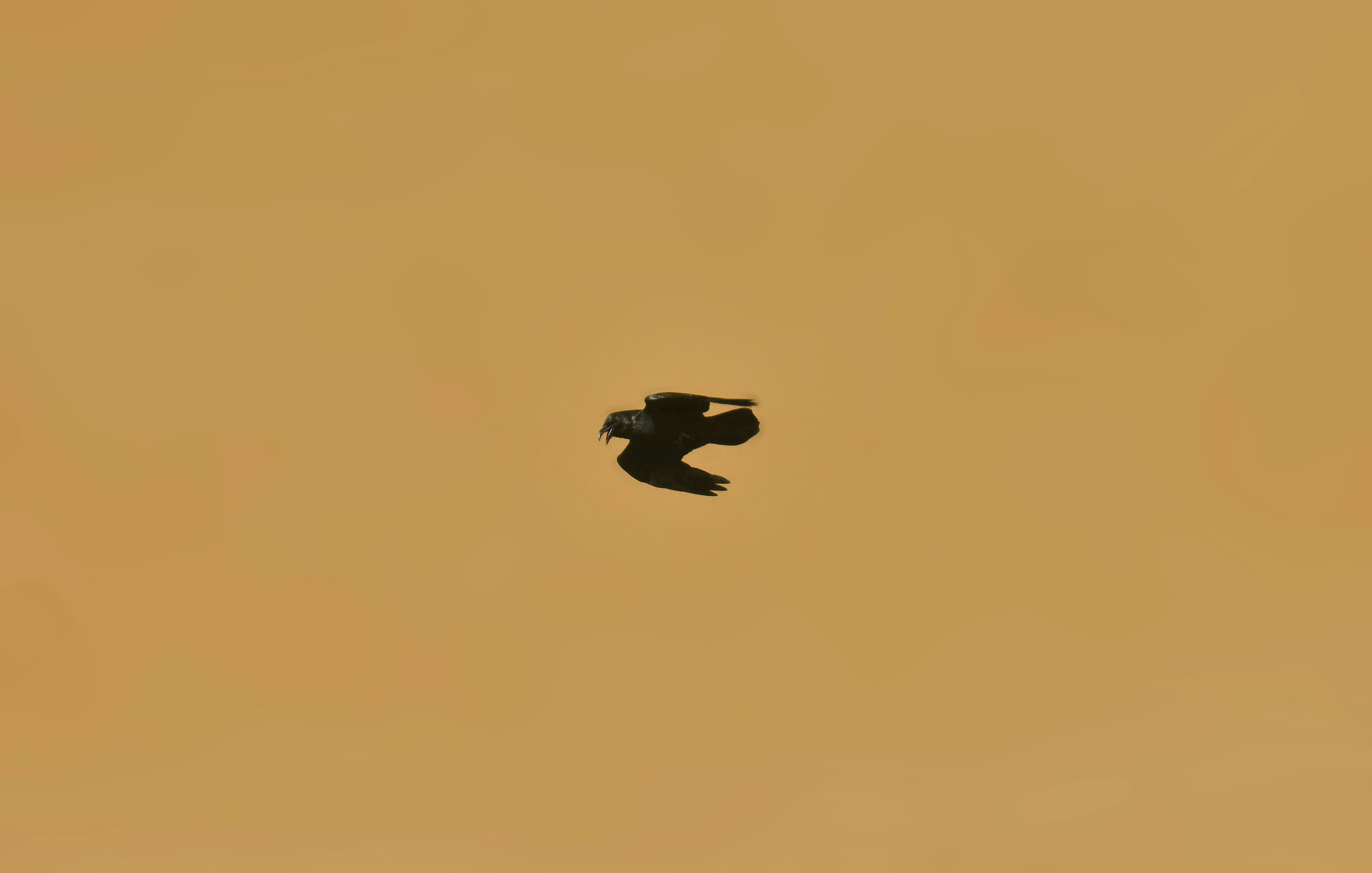 Photo by viktortalashuk