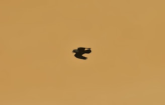 black birds
