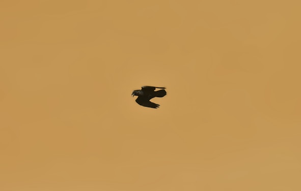 black birds