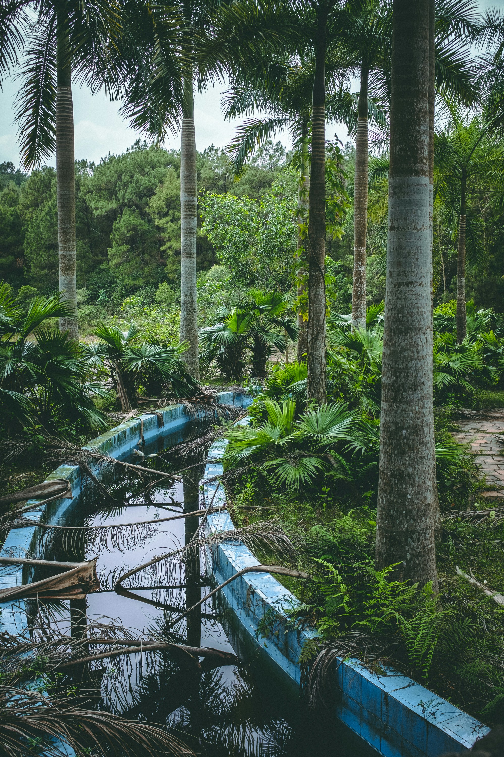 body of water between palm trees during daytime