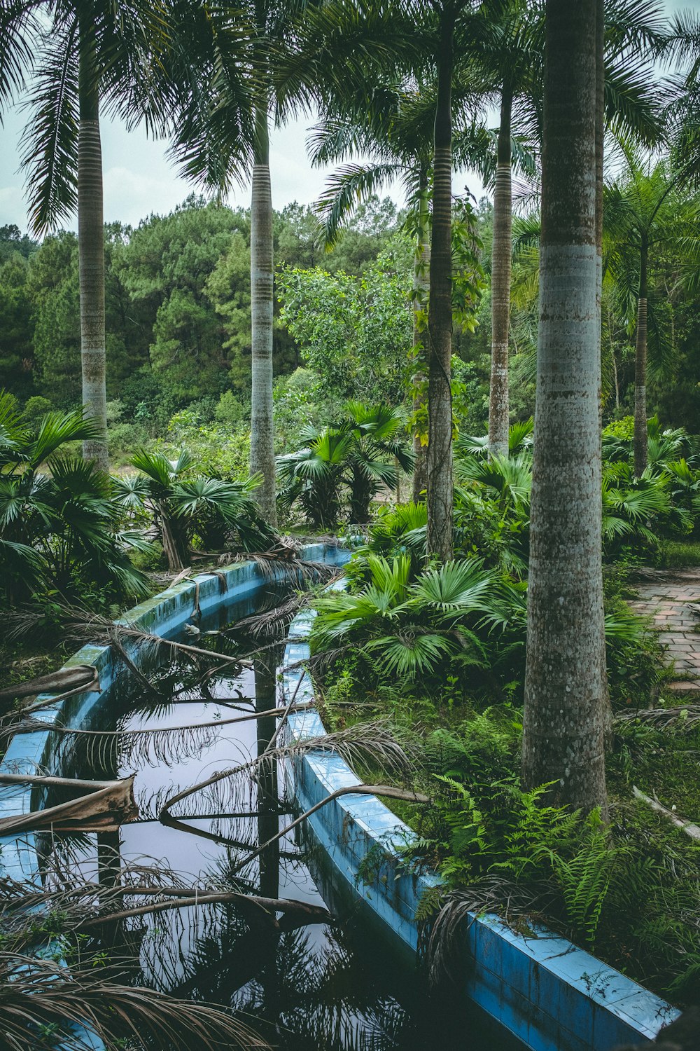 body of water between palm trees during daytime