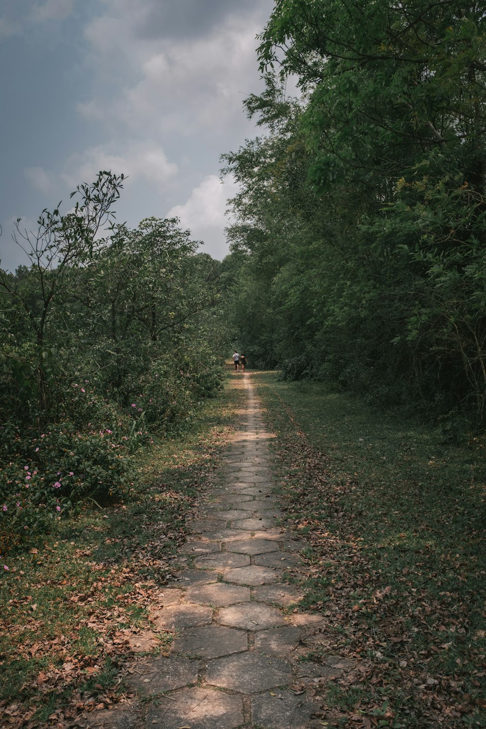 pathway between trees during daytime