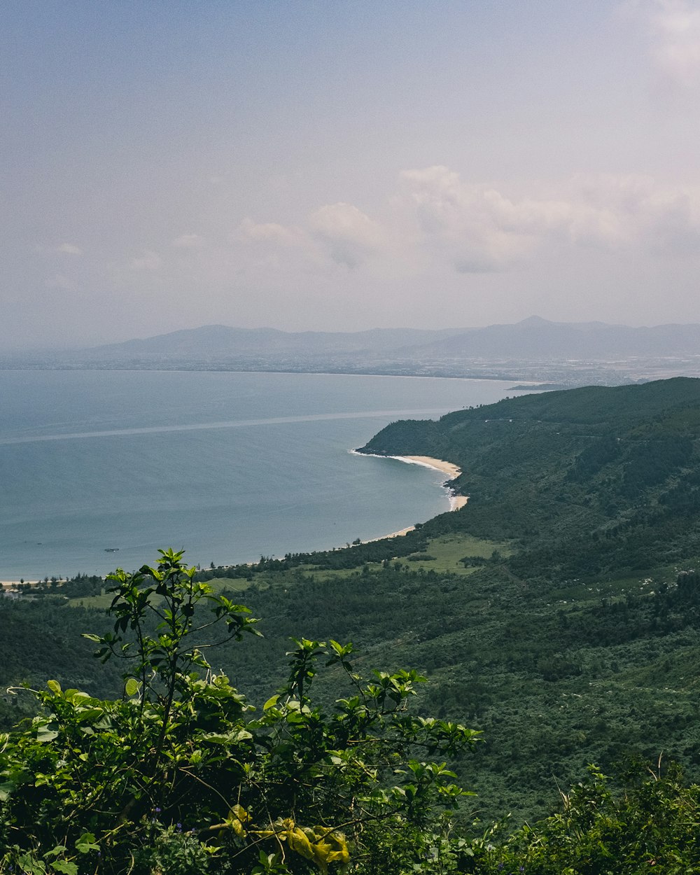 forest by sea under gray skies