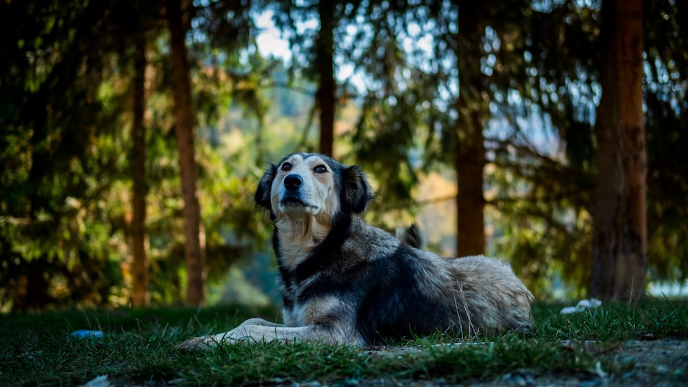 short-coated black and gray dog lying on green grass during daytime