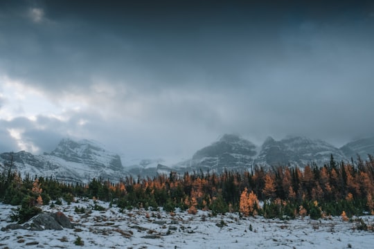 trees near mountain during daytime in Moraine Lake Canada