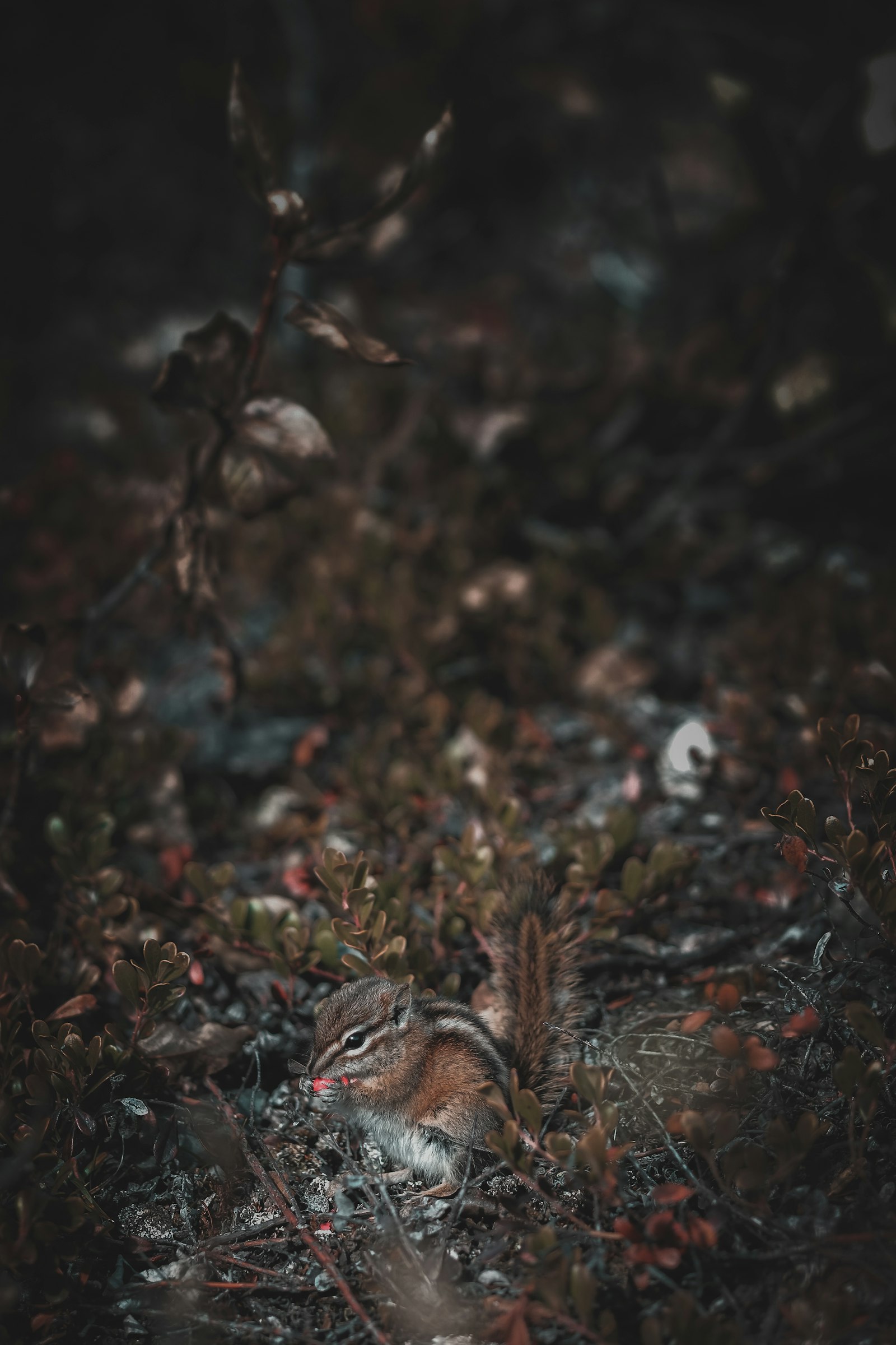 Fujifilm X-Pro1 + Fujifilm XF 90mm F2 R LM WR sample photo. Brown leaf plants photography