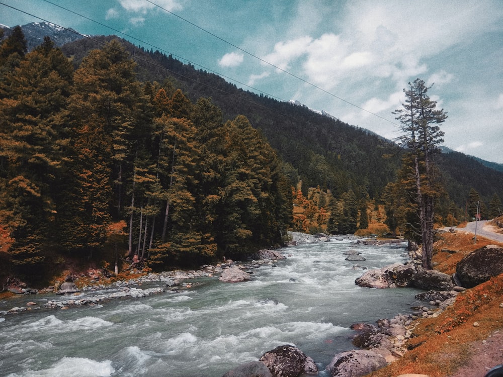 green trees near body of water under cloudy sky