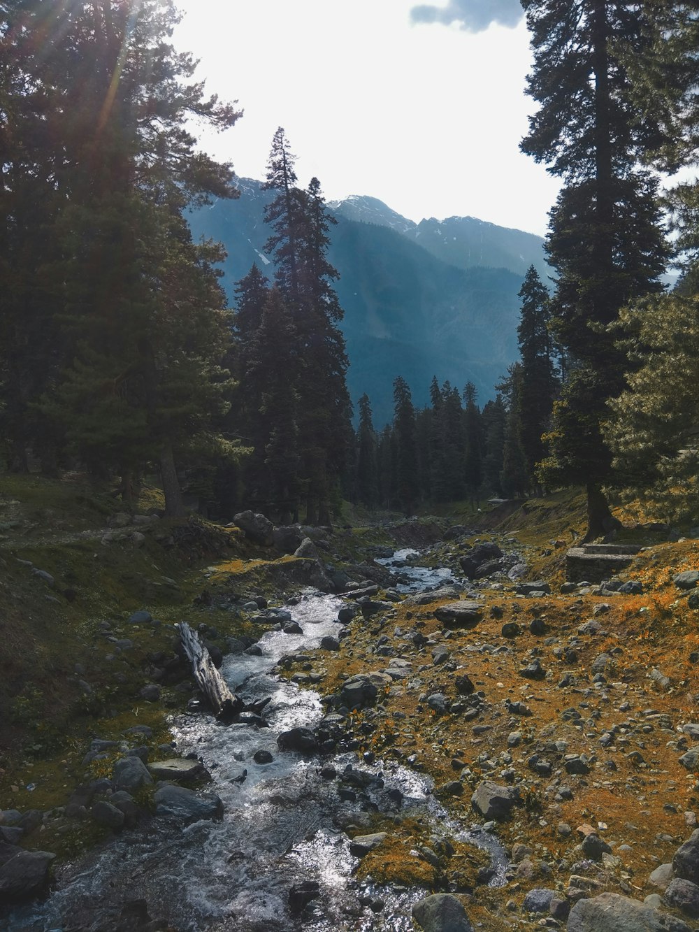 green trees near mountains during daytime