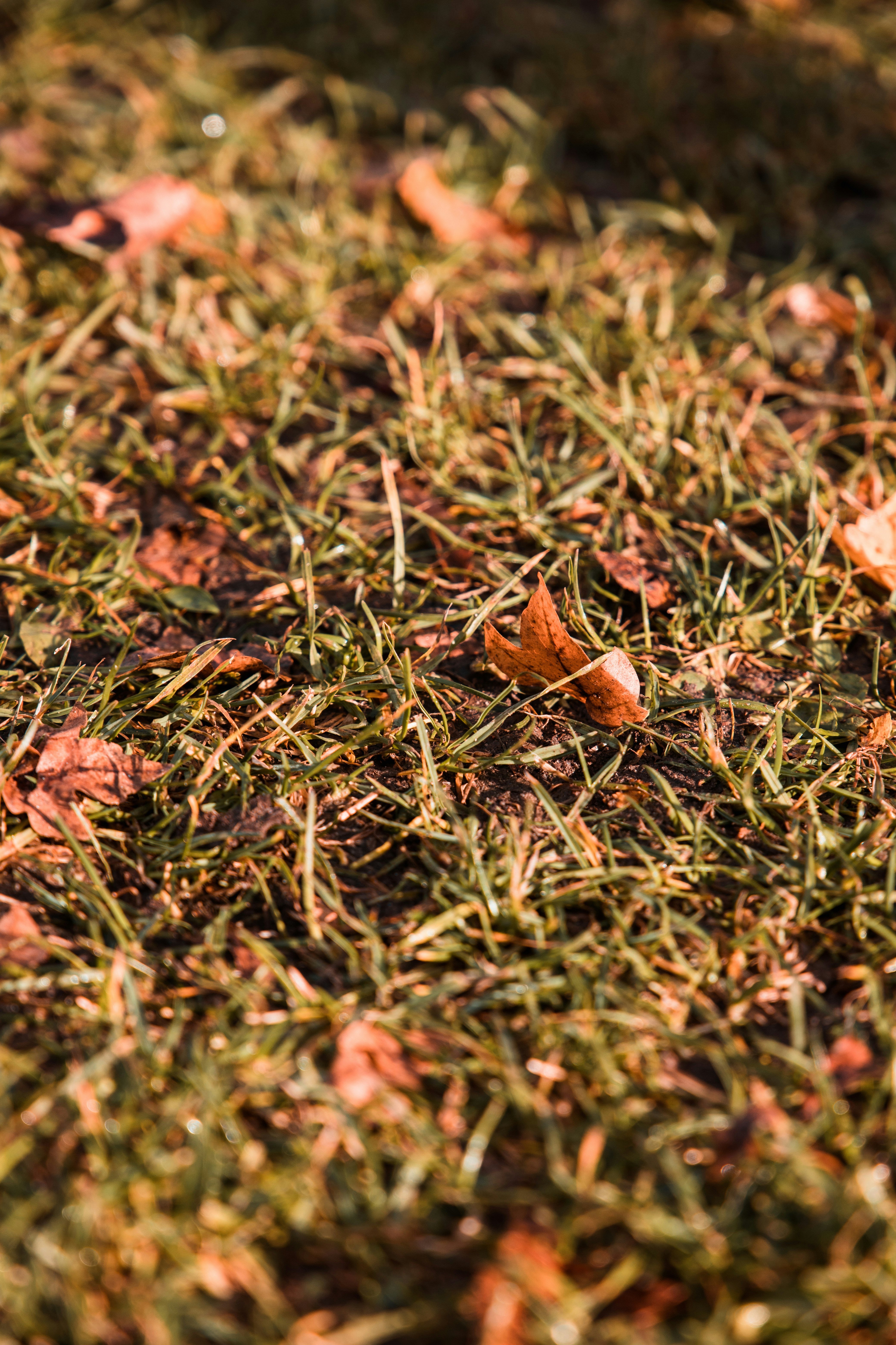 shallow focus photo of grass