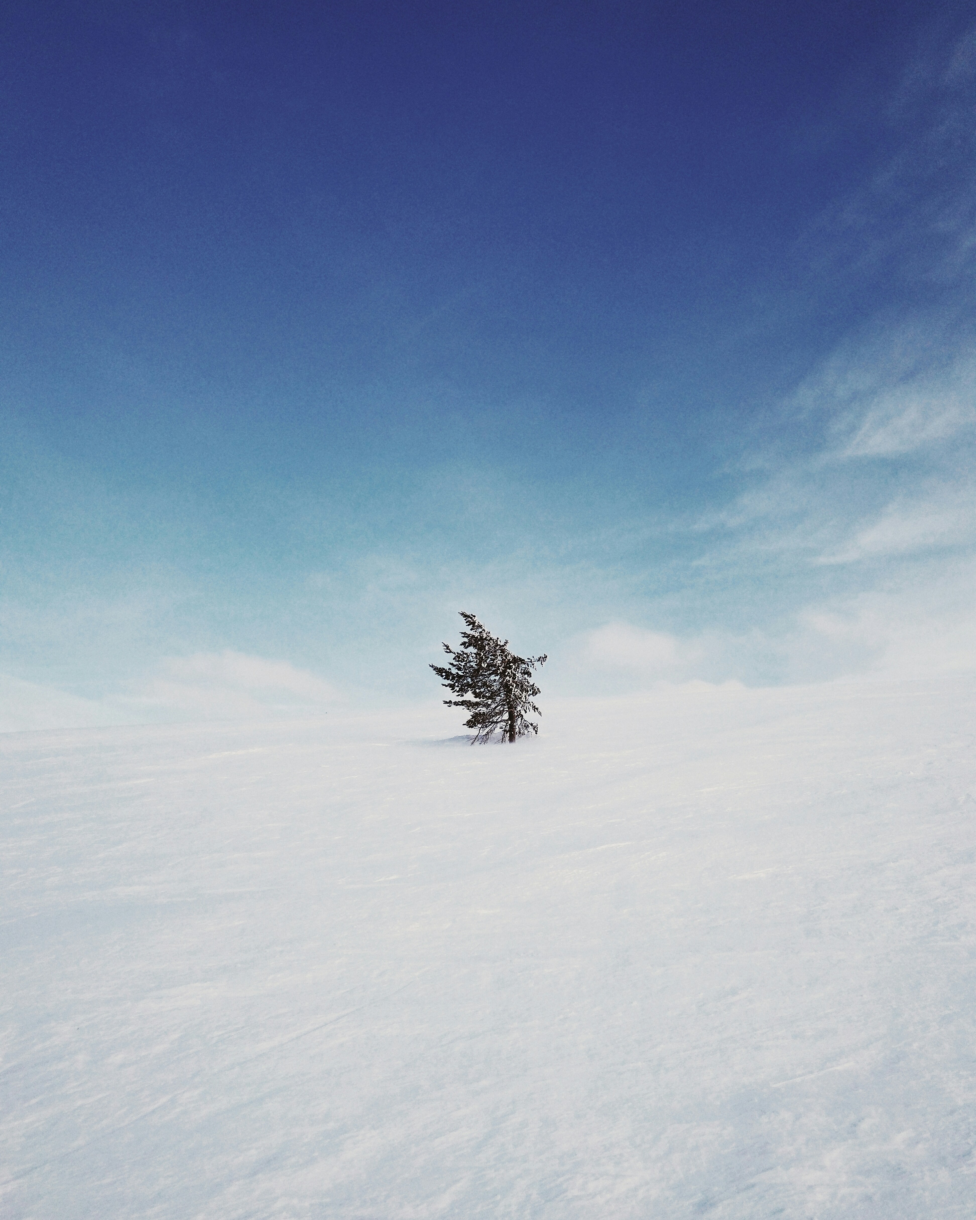tree on snow field during daytime