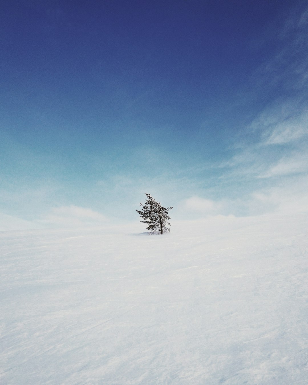 tree on snow field during daytime