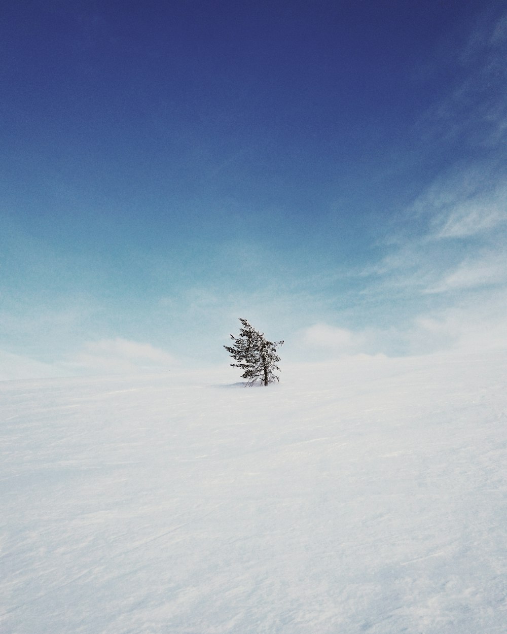 tree on snow field during daytime