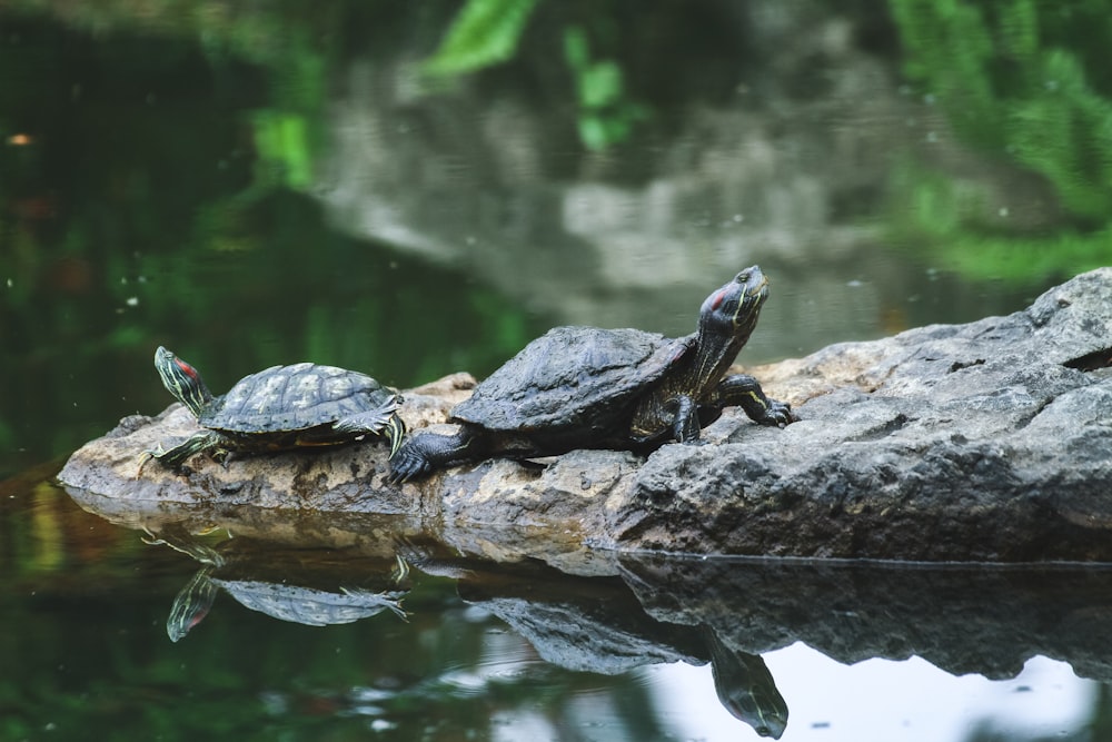 deux tortues noires