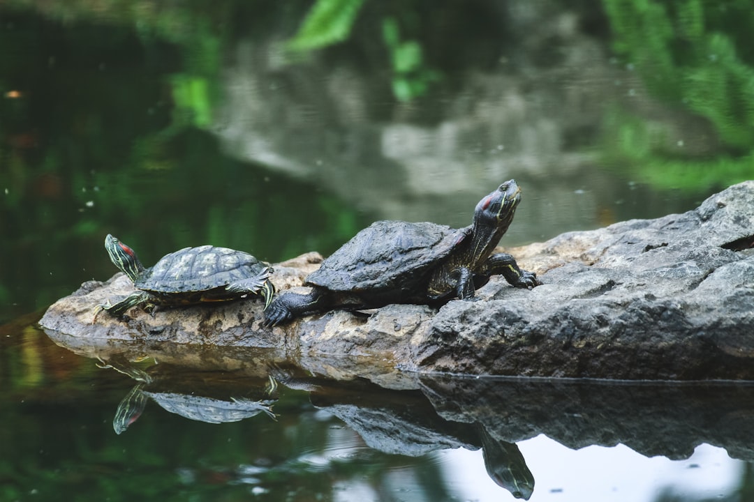 travelers stories about Nature reserve in Chinese Garden Road, Singapore