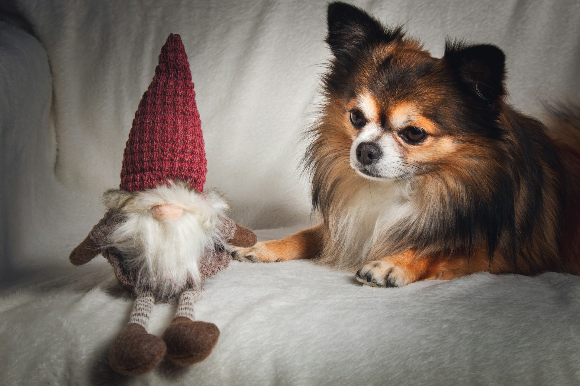 long-coated brown and black dog laying down beside gnome doll