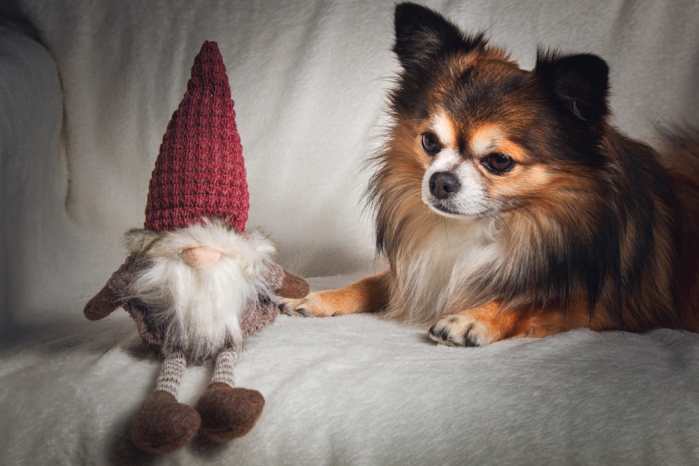 long-coated brown and black dog laying down beside gnome doll