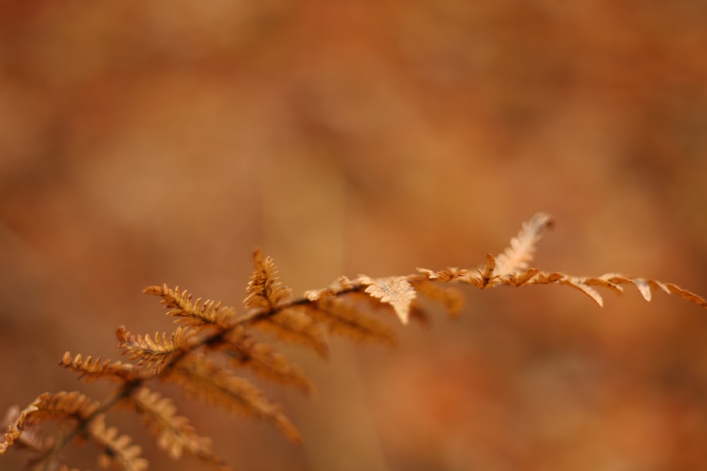 close up photography of fern plant