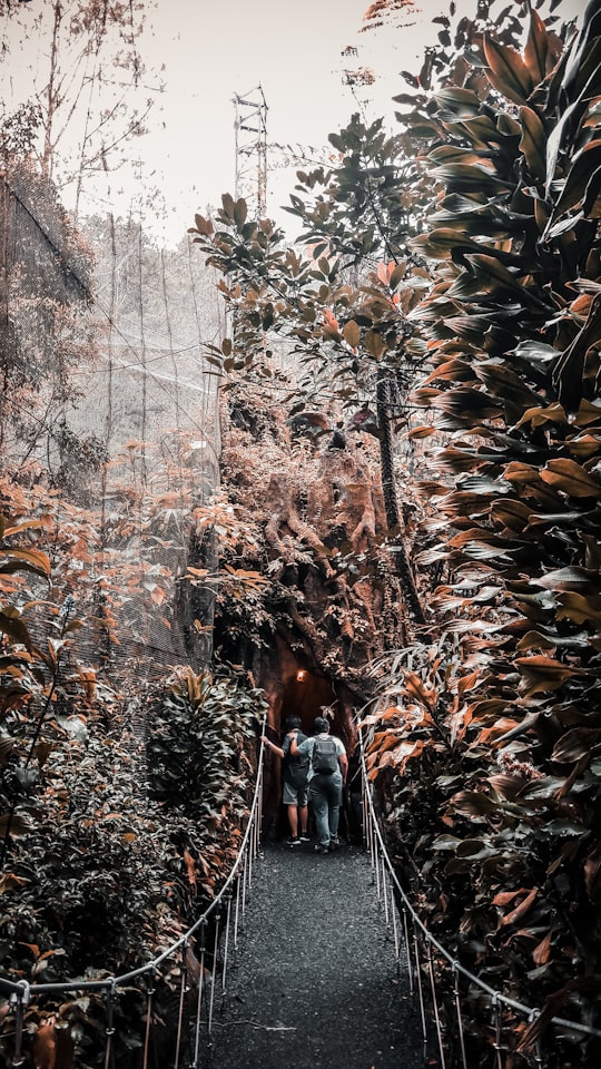 two person walking on bridge between trees during daytime in Taman Safari Indonesia Indonesia