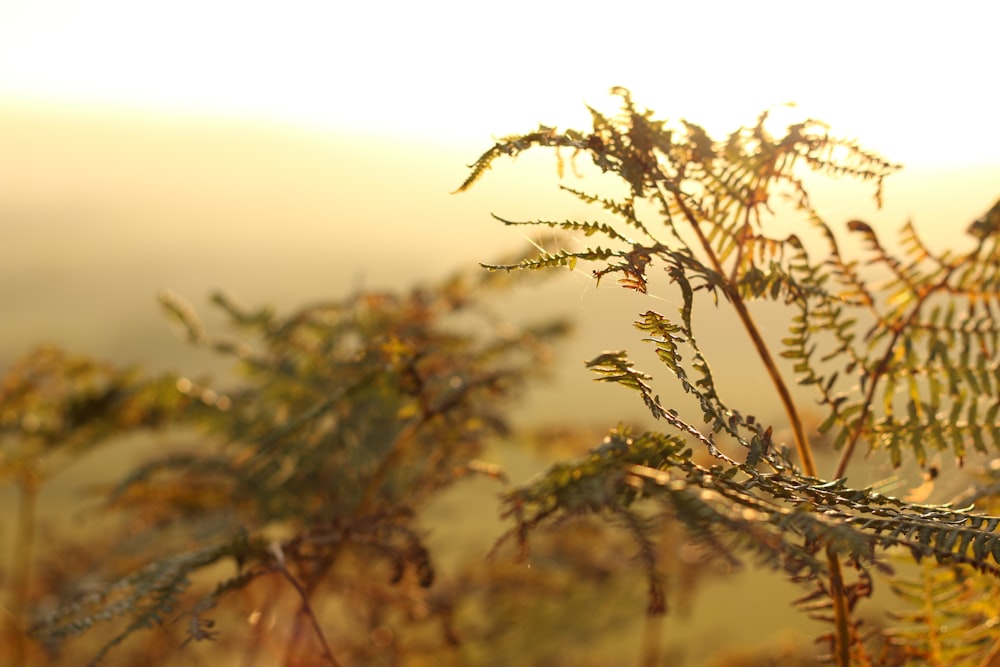 closeup photo of green leafed plant