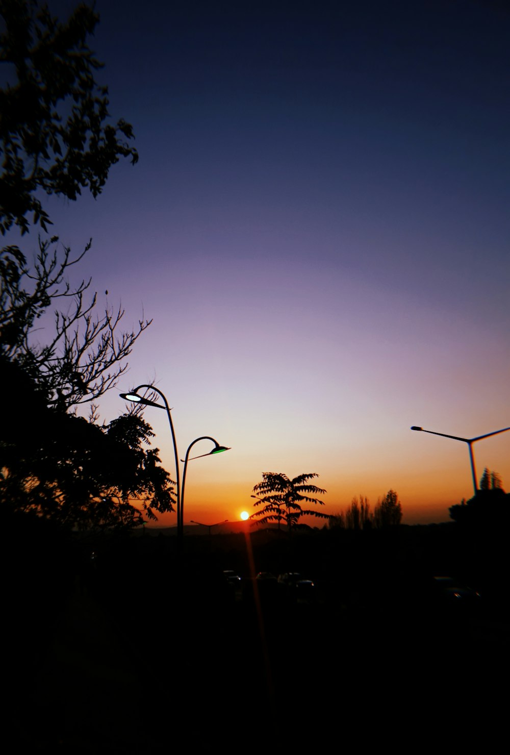 silhouette of trees during golden hour