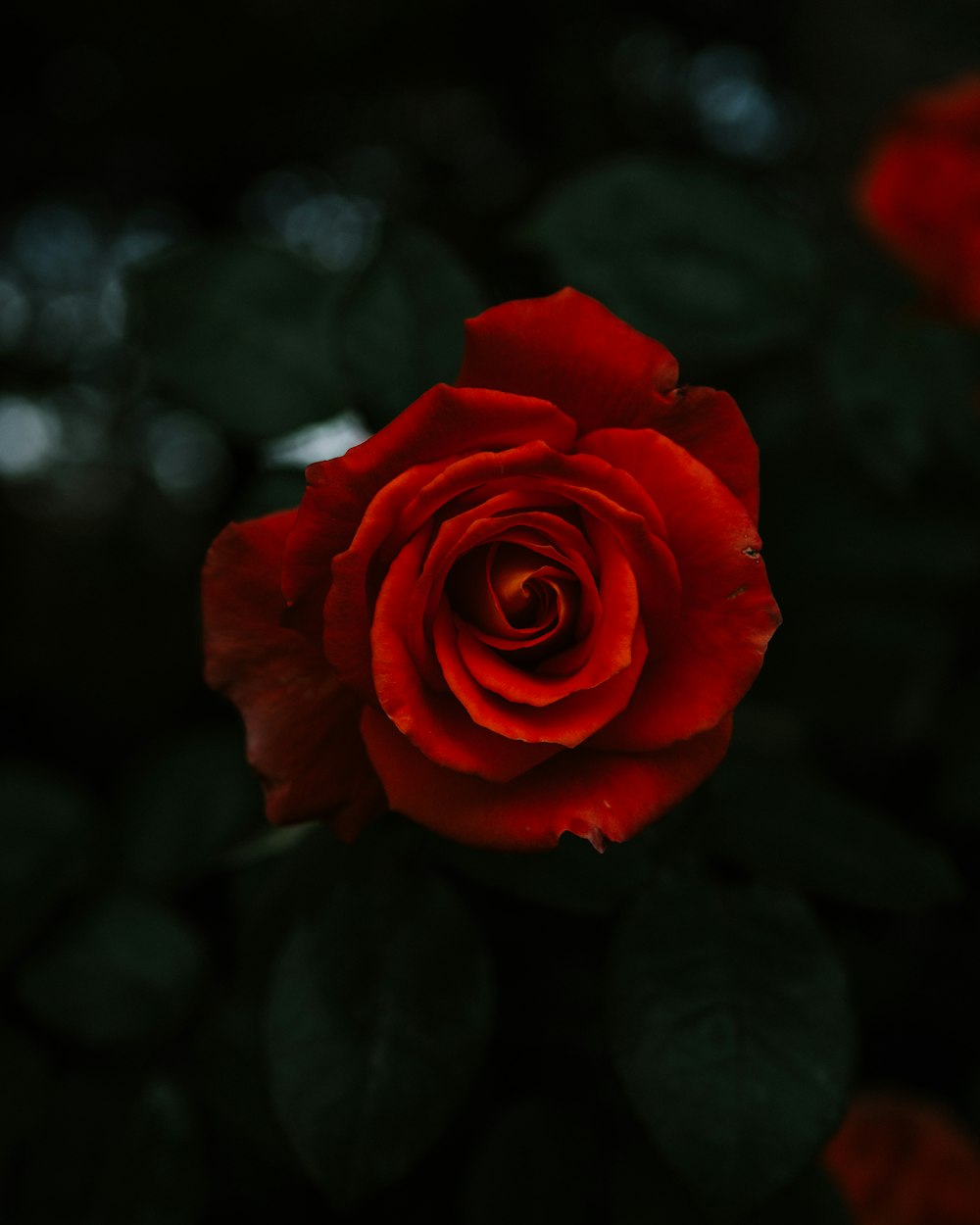 red rose flower